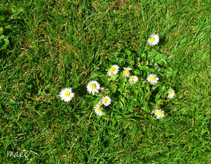 daisies