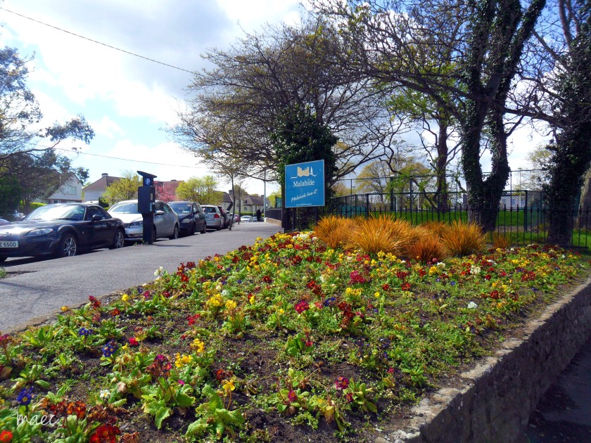malahide flowers