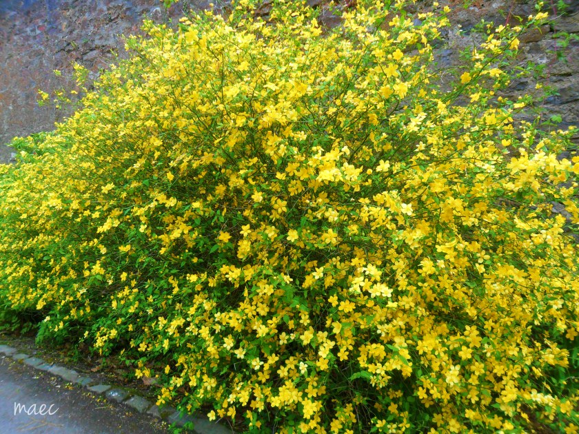 yellow flowers