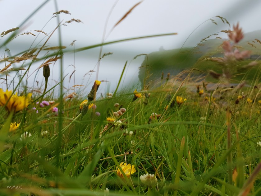 focus flower